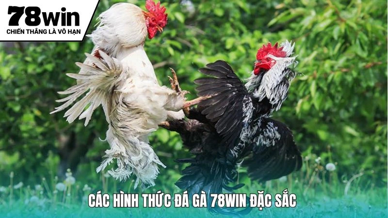 Các hình thức đá gà 78Win thịnh hành hiện nay