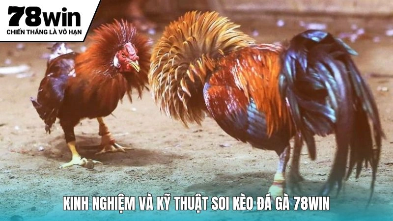 Kinh nghiệm soi kèo đấu chiến kê tại nền tảng 78Win