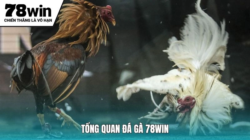 Khái quát sơ lược về sảnh đấu chiến kê tại 78Win 
