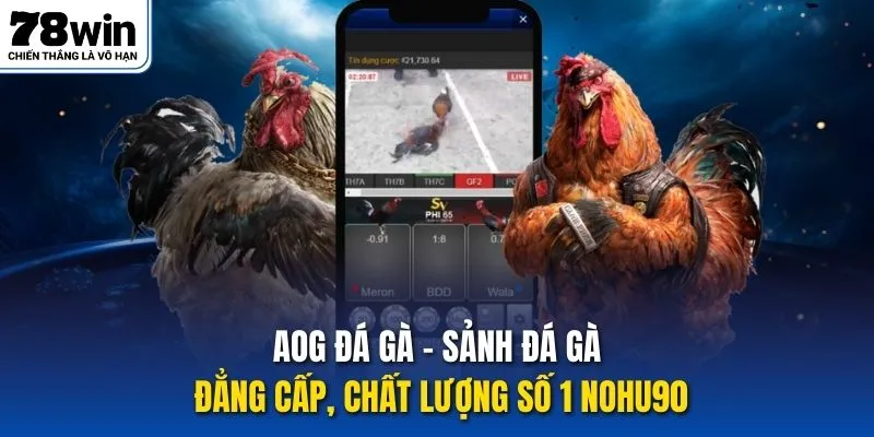 AOG đá gà